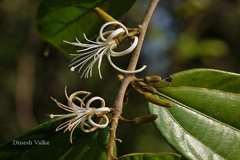 Alangium hexapetalum